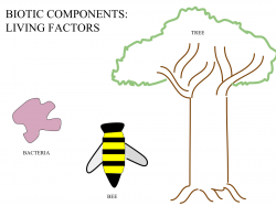 Biotic component - Wikipedia