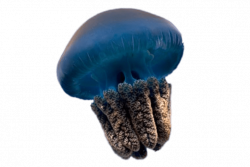 Jellyfish transparent PNG - StickPNG