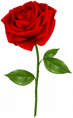 Red Rose Transparent PNG Clip Art | Gallery Yopriceville - High ...