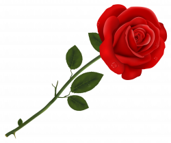 Red Rose Transparent PNG Clipart | Gallery Yopriceville - High ...