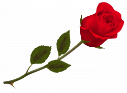 Transparent Beautiful Red Rose PNG Picture | Gallery Yopriceville ...