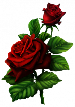 roses,pink,roze,rosa, | Kwiaty - Róże png / Roses png | Pinterest ...