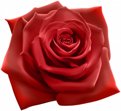 Red Rose PNG Clipart Image | tarjeta | Pinterest | Clipart images ...