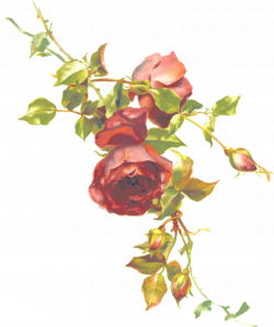 Clipart - Rose 6 (isolated)