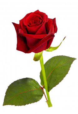 Single Red Rose PNG HD | Clip Art - Png | Pinterest | Single red rose