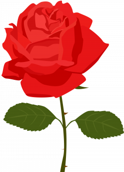 Transparent Red Rose PNG Picture | Gallery Yopriceville - High ...