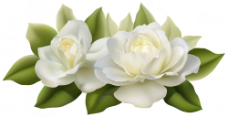 Beautiful White Roses with Leaves PNG Image | Gallery Yopriceville ...