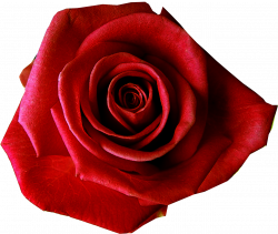 red rose no background - Google Search | Flowers | Pinterest | Flowers