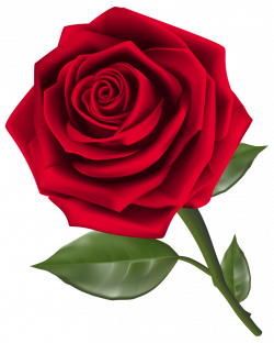 Beautiful Red Rose PNG Clipart