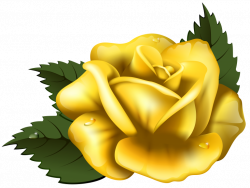 Yellow Rose Clip art - clipart rose 768*578 transprent Png Free ...