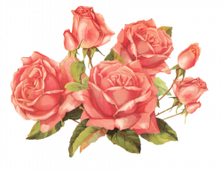 Rose pink by jinifur on DeviantArt