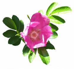 Dog rose clipart - Clipground