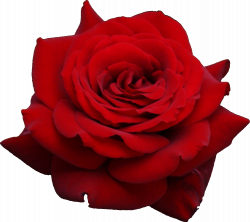 Rose PNG flower images, free download | Mood Board | Pinterest ...