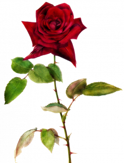 Jinifur Red Red Rose by jinifur.deviantart.com on @deviantART | ART ...