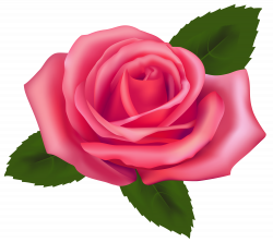 Beautiful Pink Rose PNG Clipart | Roses | Pinterest | Beautiful pink ...