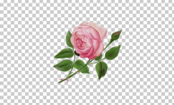 Garden Roses Cabbage Rose English Rose PNG, Clipart, Art ...