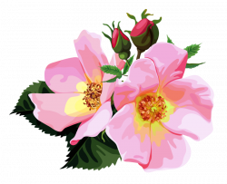 28+ Collection of Transparent Clipart Flower | High quality, free ...