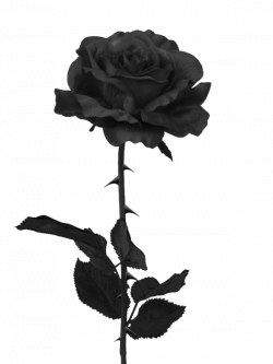 Image - Black-rose-clipart-22weqiohf.png | Animal Jam Clans Wiki ...