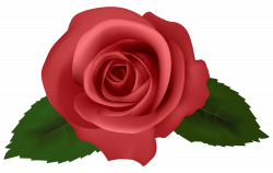 Rose Red PNG Clipart - Best WEB Clipart