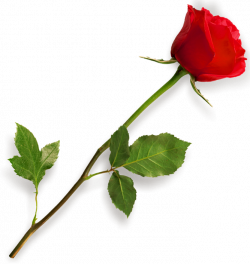 Red Rose PNG Clipart Picture | Imprimibles | Pinterest