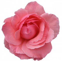Flower Rose Wild Pink Transparent | Free Images at Clker.com ...