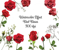 Watercolor Roses Clip Art High Resolution Graphic Digital ...