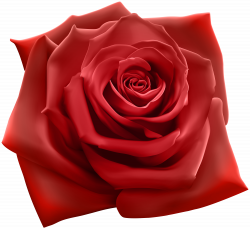 Red Rose PNG Clipart Image | Gallery Yopriceville - High ...