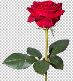 Rose High-definition Video PNG, Clipart, 1080p, China Rose ...