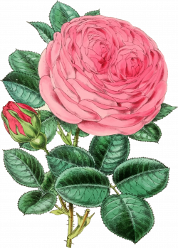 Clipart - Vintage Rose Illustration 2