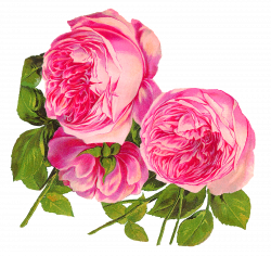 Antique Images: Digital Botanical Artwork Pink Rose Clip Art Flower ...