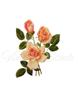Vintage Rose, Rose Clipart, Pink Rose Image, Vintage Rose ...