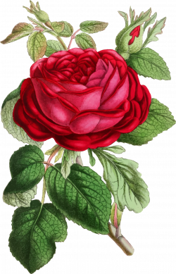 Clipart - Vintage Rose Illustration