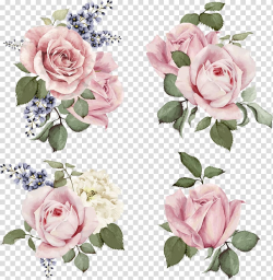 Rose illustration Flower Illustration, Hand-painted roses ...