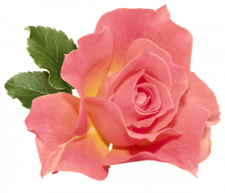 Orange Rose PNG Clipart | RÓŻE | Pinterest | Orange roses, Rose and ...