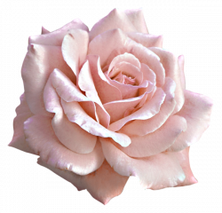Large Light Pink Rose PNG Clipart | Illustrations and Prints ...