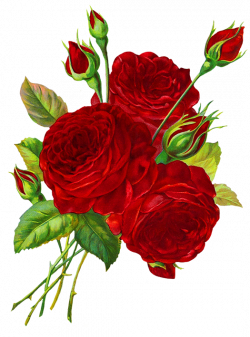 red roses drawing | Clipart | Pinterest | Rose and Scrapbooking