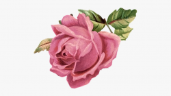 Knife Clipart Rose - Pink Flower Vintage Png, Cliparts ...