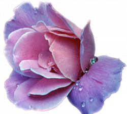 Lavender Flower Purple Rose Clip art - lavender 900*803 transprent ...