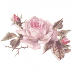 Pale pink rose | Láminas para cuadros | Pinterest | Decoupage ...