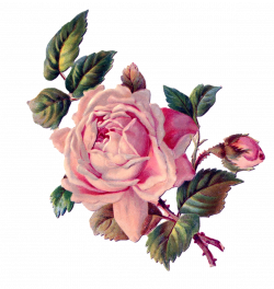 pink roses.png (1181×1251) | Clipark - Mennesker m.fl. | Pinterest ...