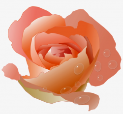 Modern Floral Clipart - Coral Rose Clip Art Transparent PNG ...