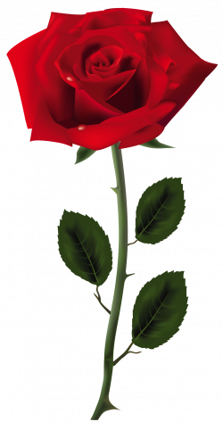 Red Rose PNG Art Picture | ~Colors: Shades of Red~ | Pinterest ...