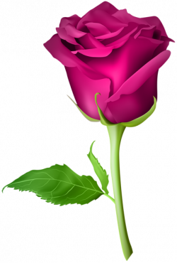 Pin by Anahita Daklani on Roses | Rose flower pictures, Rose ...