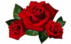 Red Roses Png Clipart Picture Hd Desktop Wallpaper Widescreen ...