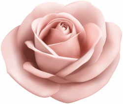 Garden roses Pink Clip art - Rose Soft Peach Transparent PNG Clip ...