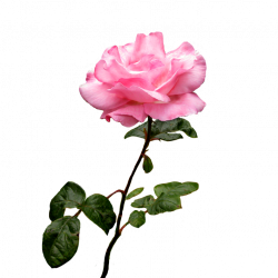 pink-rose-flower-on-stalk-with-leaves.png (709×709) | Plants&Fruits ...