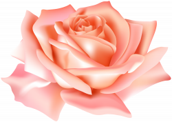 Peach Rose Flower PNG Clip Art Image | Gallery Yopriceville - High ...
