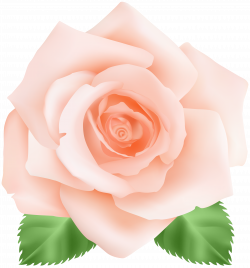 Peach Rose PNG Clip Art Image | Gallery Yopriceville - High-Quality ...