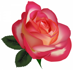 beautiful rose image png - Free PNG Images | TOPpng