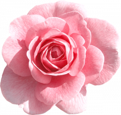 Light Pink Rose PNG Clipart | Gallery Yopriceville - High-Quality ...